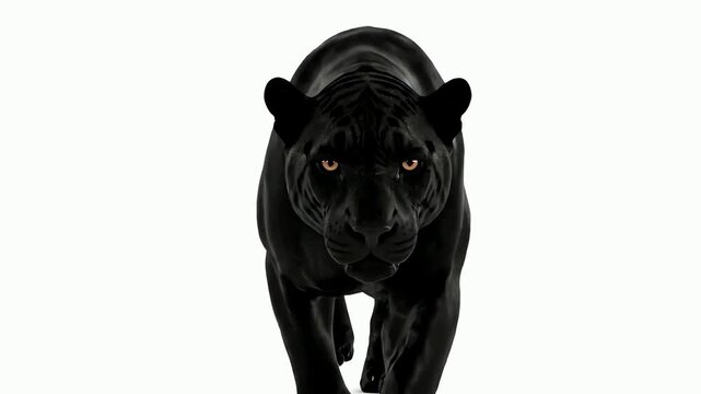 Majestic black panther walking forward intently on a clean white background