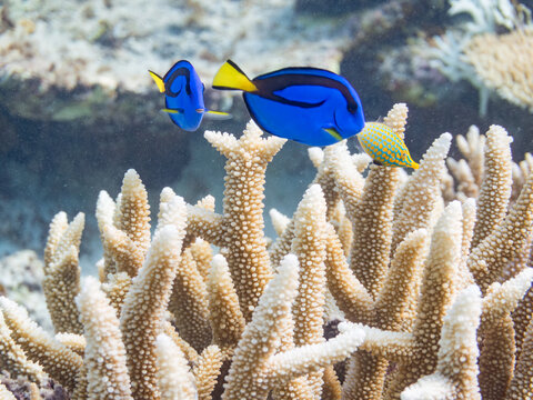 ナンヨウハギ, ニザダイ科, 幼魚
Palette surgeonfish, Fragtail surgeonfish, Paracanthurus hepatus,
テングカワハギ, カワハギ科,
Harlequin filefish, Orange spotted filefish, Oxymonacanthus longirostris, 
美しいサンゴ礁と熱帯魚の群れ。
嘉比島沖縄県
