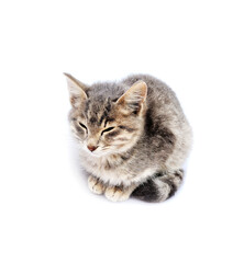 Gray kitten isolated on white background
