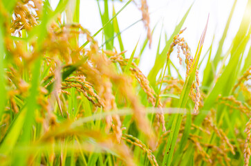 Golden ear rice for harvesting in countryside ,South korea