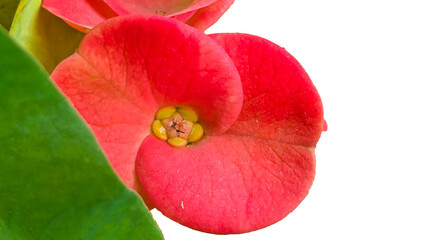 Christ Thorn, Euphorbia milii or Euphorbiaceae or Euphorbia milii Des Moul or Crown of thorns or Christ thorn or pink flowers, white background