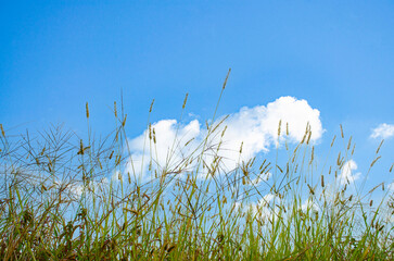 Fresh day with green grass field with blue sky and white cloud