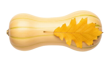 Fototapeta premium Isolated butternut squash with autumn leaf, seasonal harvest, thanksgiving in fall season