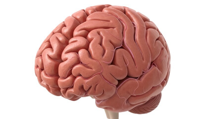 Isolated realistic human brain anatomy illustration, neurological, neuroscience concept