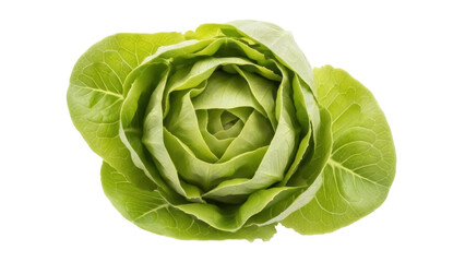 Isolated butter lettuce rosette head fresh uncooked culinary ingredient for nutrition