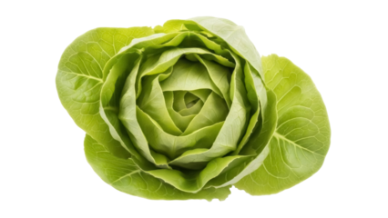 Isolated butter lettuce rosette head fresh uncooked culinary ingredient for nutrition