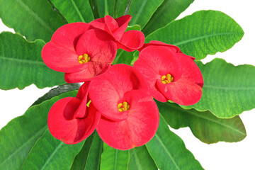 Christ Thorn, Euphorbia milii or Euphorbiaceae or Euphorbia milii Des Moul or Crown of thorns or Christ thorn or pink flowers, white background