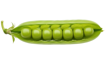 Isolated opened pea pod with raw fresh green garden peas inside, healthy edible plant