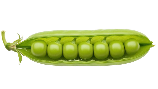 Isolated opened pea pod with raw fresh green garden peas inside, healthy edible plant