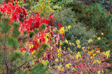 Tianzi, Hunan, China. 11-08-2024. Red ribbons tied to the trees in  the Tianzi Mountains (Avatars Mountains) in Zhangjiajie National Forest Park in Hunan, China.