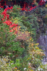 Tianzi, Hunan, China. 11-08-2024. Red ribbons tied to the trees in  the Tianzi Mountains (Avatars Mountains) in Zhangjiajie National Forest Park in Hunan, China.