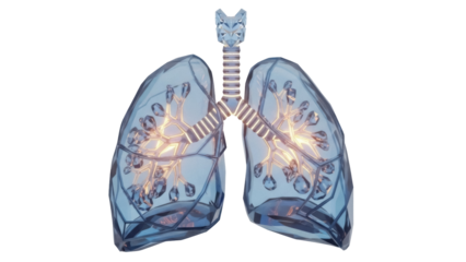 Isolated human lungs and trachea structure 3D render low poly stylized design concept