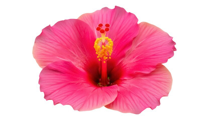 Isolated hibiscus blossom, a vibrant and lush tropical flower, showcasing its beauty and intricate details © Johanna