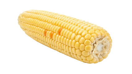 Isolated fresh yellow corn on the cob ready to cook, uncooked maize, agriculture crop