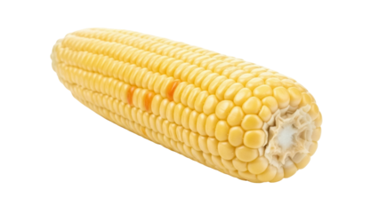 Isolated fresh yellow corn on the cob ready to cook, uncooked maize, agriculture crop