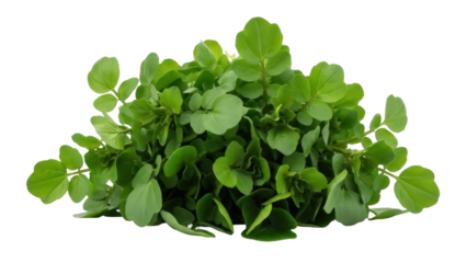 Isolated fresh bright green watercress, a leafy vegetable, peppery and tangy, edible ingredient