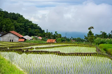 Selbstklebende Fototapeten Reisfelder Traditional terraced rice fields and a small farmer's hut under a dramatic cloudy sky  © Amin Rois