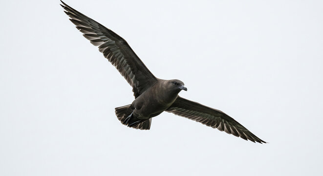 Labbe sombre aux ailes d�ploy�es en vol puissant contre un ciel lumineux et d�gag�. AI Generated