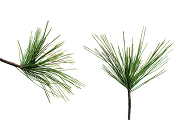 Twig of green pine branch isolated on white