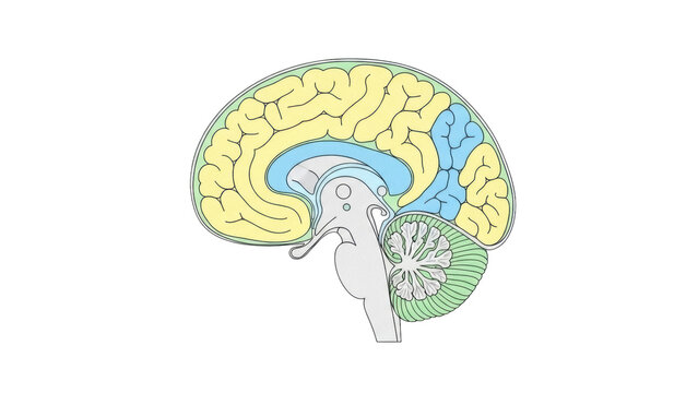 Isolated cross-section of human brain showing cerebrum, cerebellum, brainstem, and other parts