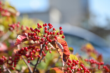 Red berries of the Japanese viburnum