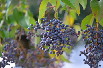 Black berries of the Glossy privet tree, Ligustrum lucidum