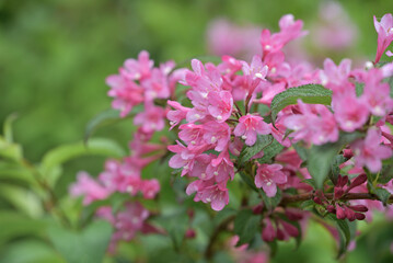 Pink flowers of the Weigela hortensis