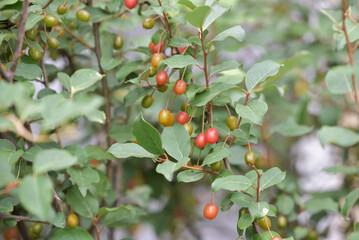 Fruit of silverberry, ripening on the branches