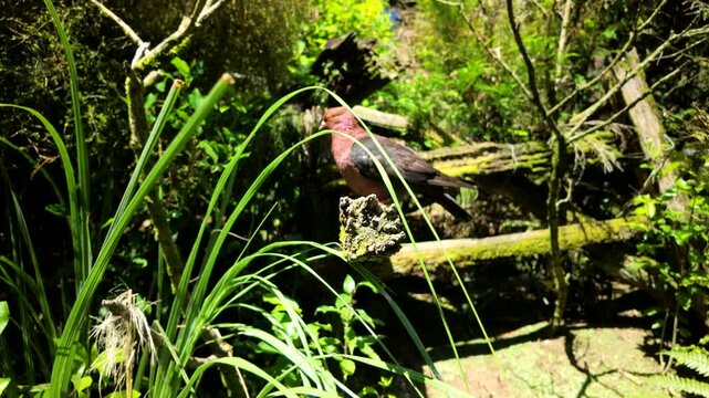 Wild Pigeon Resting On Mossy Logs In Dense Greenery