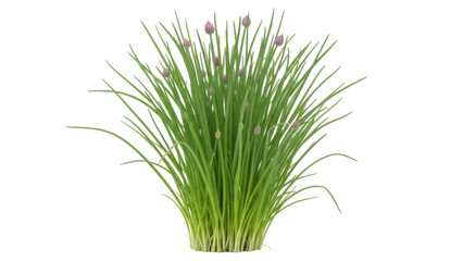 Isolated Chives Plant with Blooming Buds for Herb Gardens, Floral Arrangements & Cooking