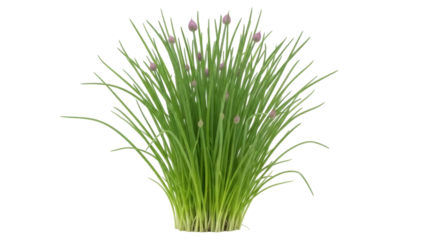 Isolated Chives Plant with Blooming Buds for Herb Gardens, Floral Arrangements & Cooking