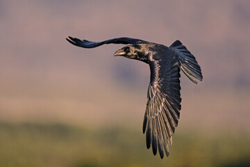 Raven in flight at dawn