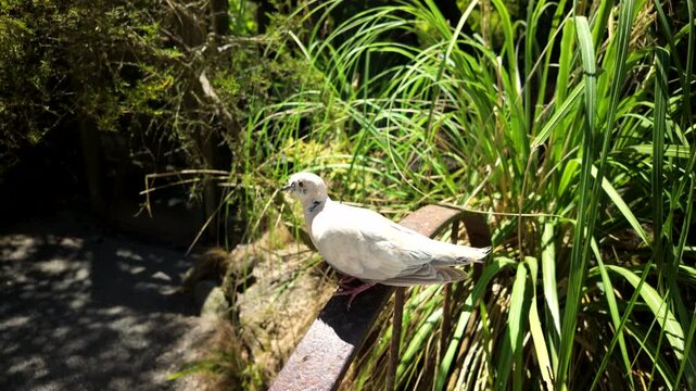 White Bird Perched On Wooden Railing Beside Lush Green Plants