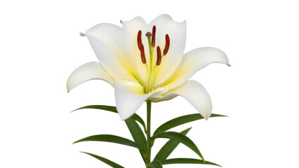 Isolated lily flower with green leaves, beautiful blossom for design elements, summer flower