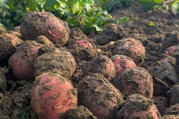 Dug up organic potatoes lie on the field, Freshly harvested potatoes in a field.Harvesting organic potatoes. Agriculture and farming, Fresh potato close up at the village market,