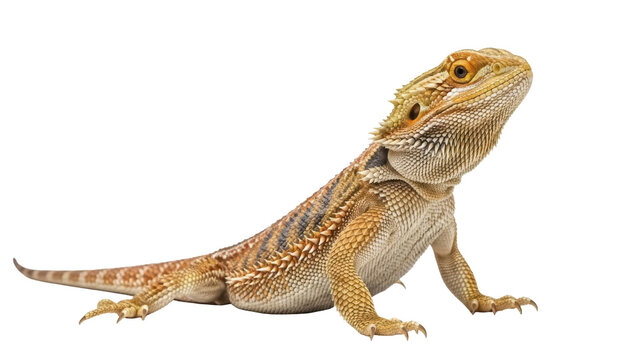Isolated Bearded Dragon posing against a neutral backdrop, reptile pet in full body view