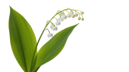 Isolated sprig of blooming lily of the valley, Convallaria majalis flowers on a stem with leaves