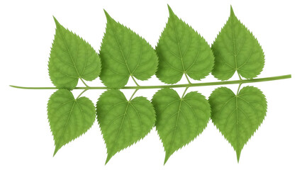 Isolated Linden branch with green leaves, summer foliage, flowering twig, nature scenery