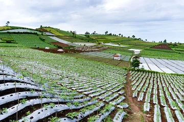 Fototapete Cafe A coffee cup and steam design made from roasted coffee beans on a white background  © Amin Rois