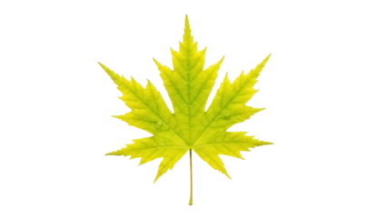 Isolated single yellow maple leaf specimen on a plain background for autumn design element