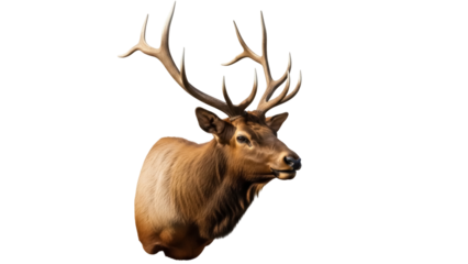 Isolated Bull Elk Head with Antlers Proud Wildlife Animal Looking Wild Mammal Cervus