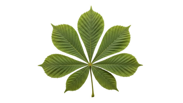 Isolated horse chestnut leaf, spring foliage, seasonal plant, green color, design element