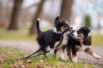 Szczeniaki border collie © Bernard