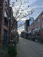 Amsterdam Residential Street With Spring Blossoms. 
Urban street lined with brick houses and flowering trees during spring season.