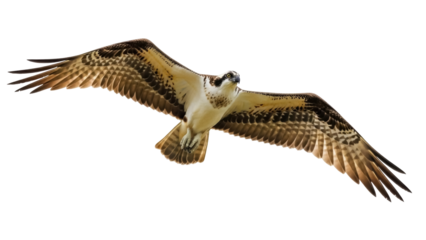 Isolated Osprey Gliding with Wings Fully Extended in Flight, a Majestic Bird of Prey