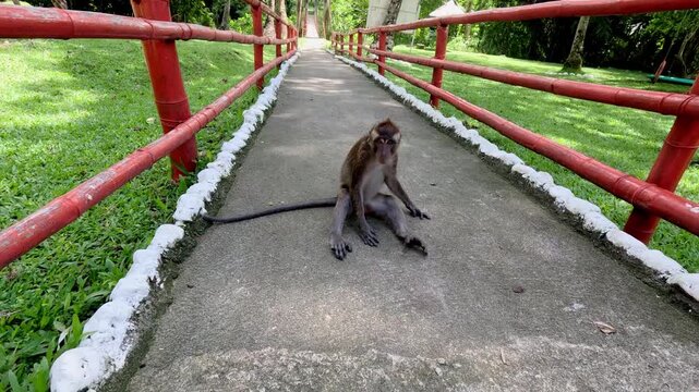 Candid handheld dolly out from a baby long-tailed macaque monkey or macaca fascicularis sitting on a pathway with red railings at a sanctuary in Sta Catalina, Negros Oriental, Philippines