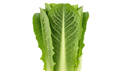 Isolated image of fresh romaine lettuce, a healthy leafy vegetable with high fiber content