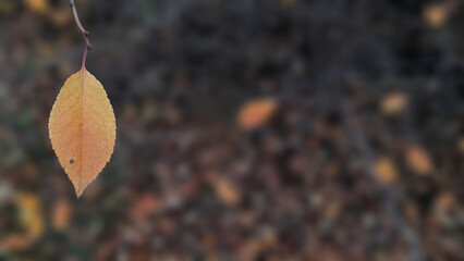 A lonely golden leaf clinging to a tree in late autumn.