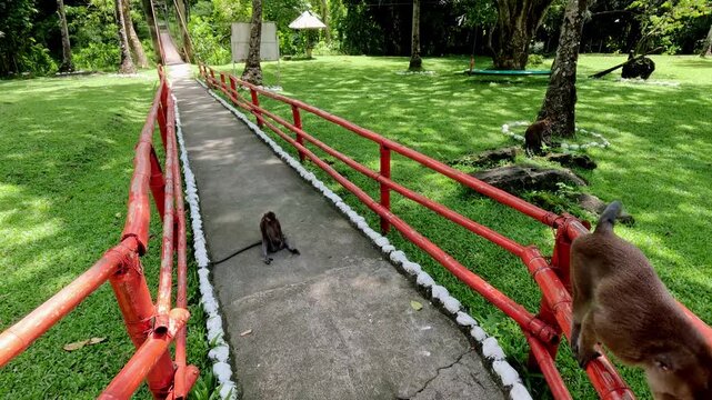 Candid handheld walking POV following a path in a wooded park area with long tailed macaque monkeys or macaca fascicularis meandering about on a summer day. Sta Catalina, Negros Oriental, Philippines