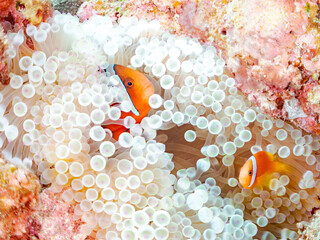 ハマクマノミ, クマノミ亜科,一家 Tomato clownfish, Amphiprion frenatus,...
